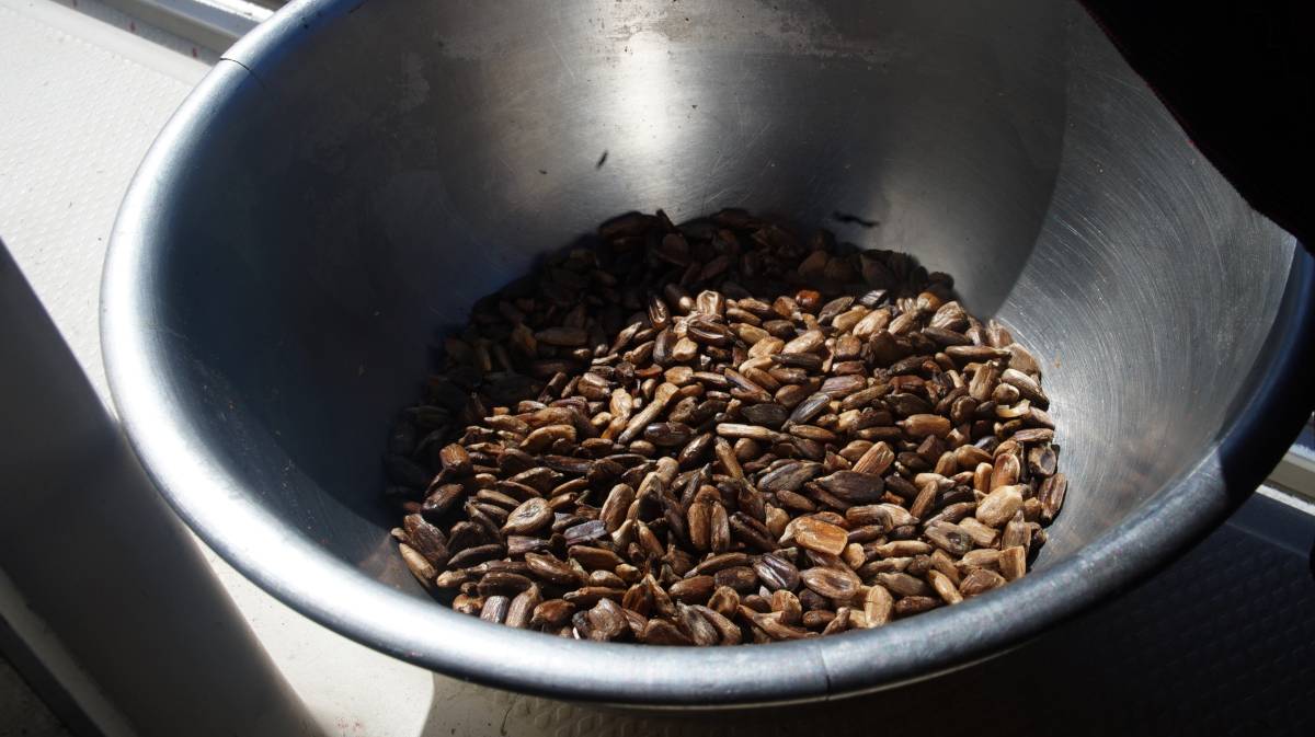slightly burned sunflower seeds
