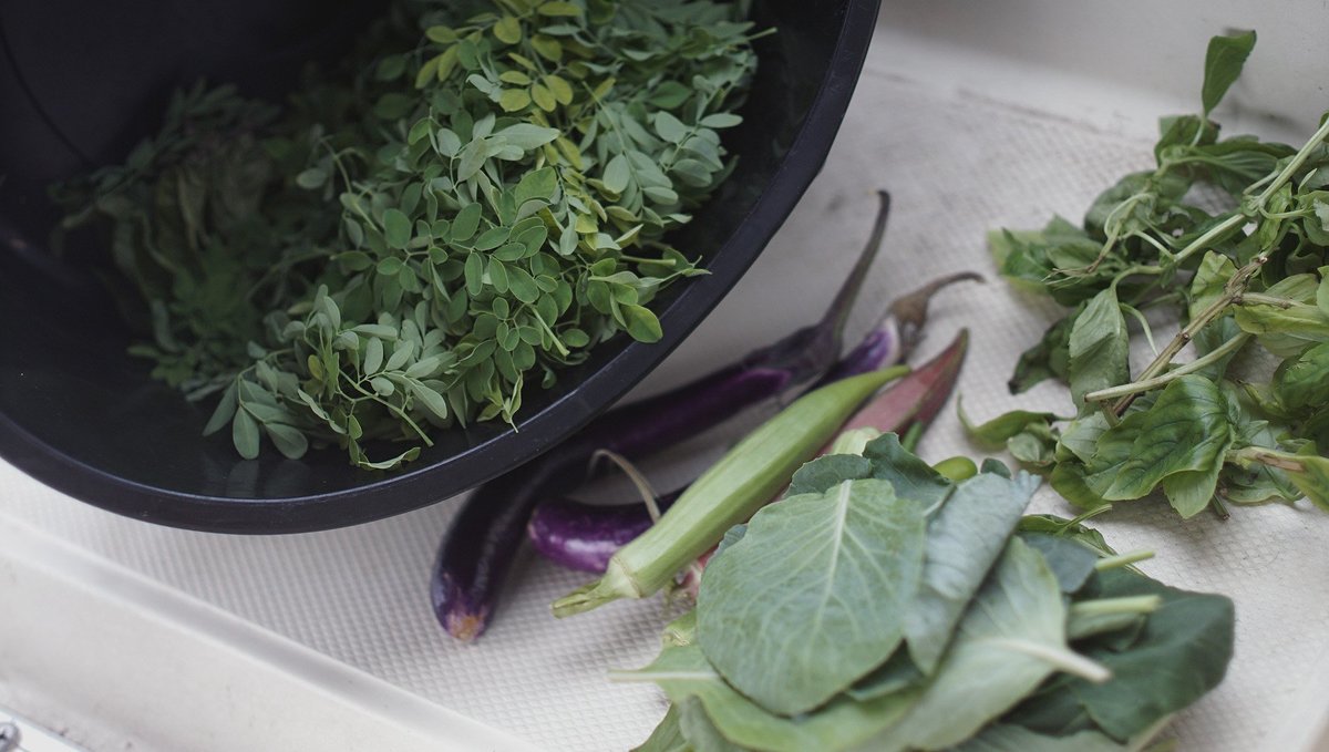 Greens from a garden in Majuro in the Marshall Islands A bucket laying over its side and spilling with fresh greens and vegetables like eggplans, okra, basil and moringa