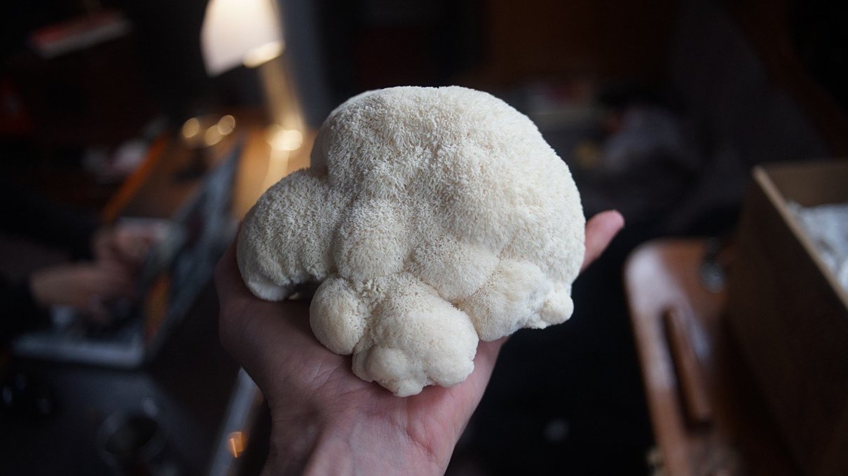 harvested the lions mane A photo of a hand holding a harvested lions mane mushroom