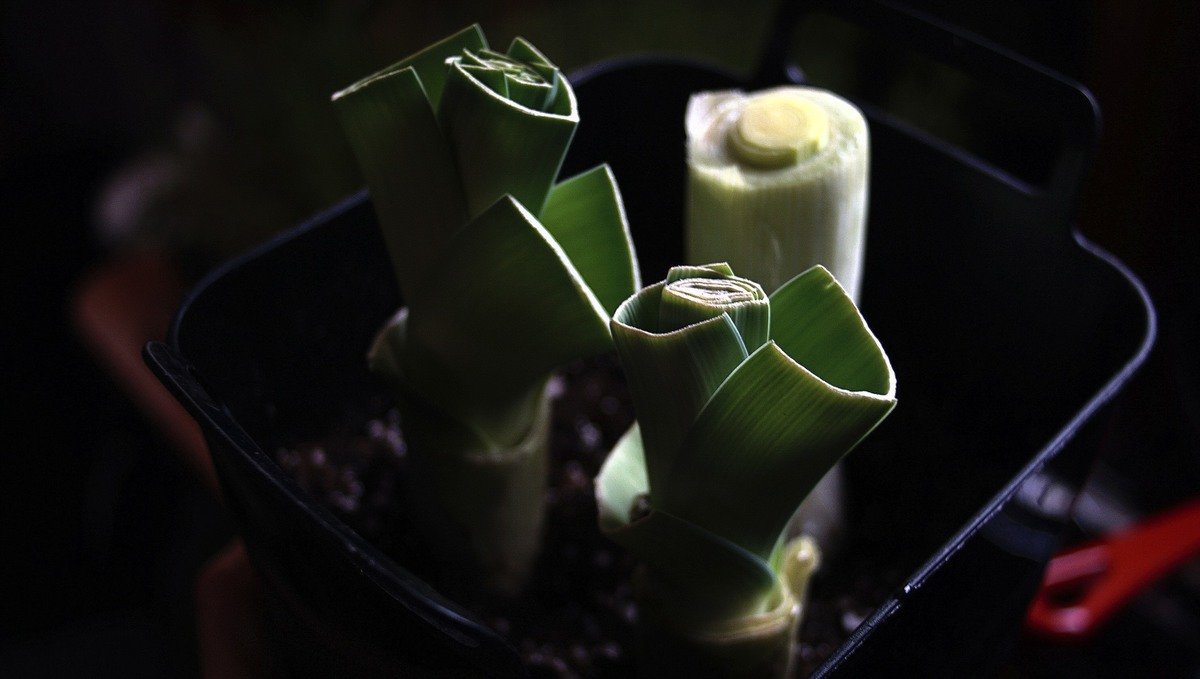 regrowing leek a few days later a photo showing leek being regrown in soil in a container with the stems now longer