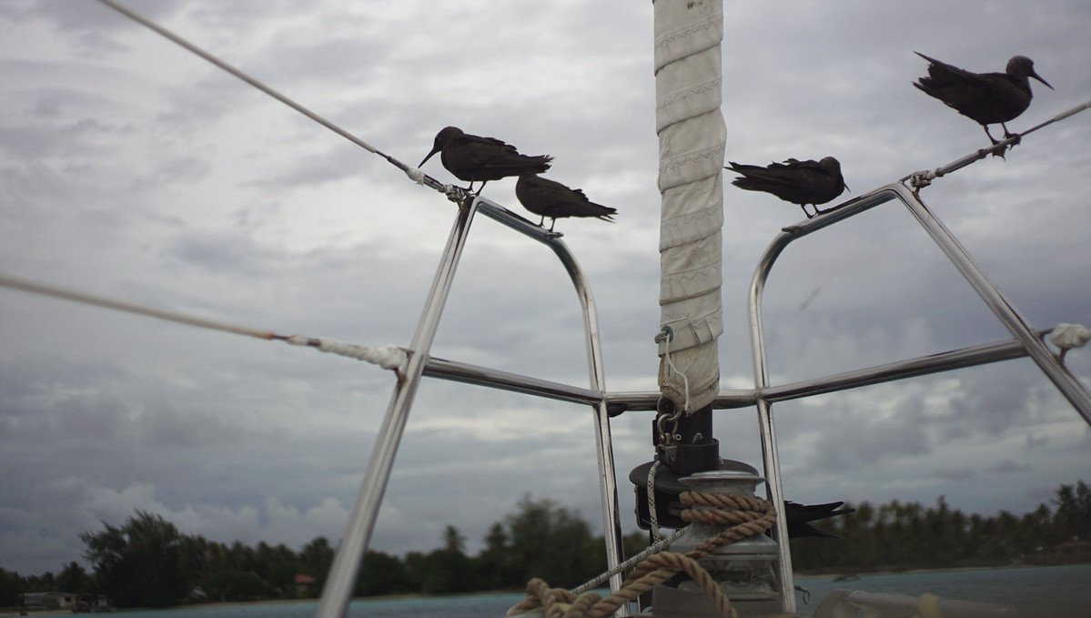 Black Noddies hanging out on Pino while in Rangiroa in French Polynesia A photo from the perspective of someone looking at the bow of a sailboat with 4 black noddies perched on the pulpit