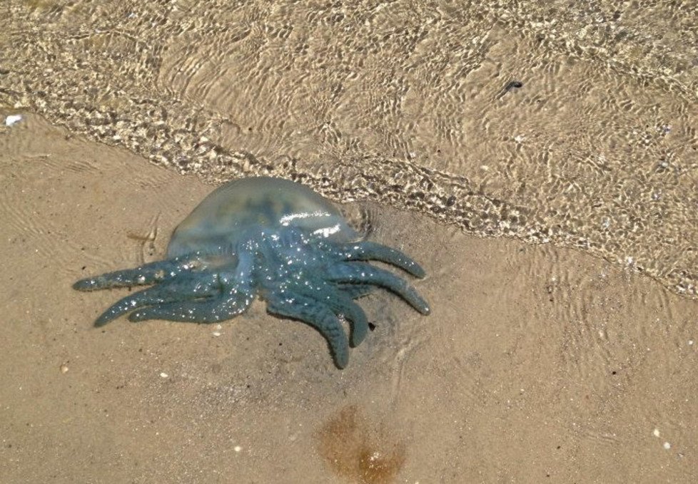 a blue blubber jellyfish in australia, their sting is painful but poses no serious risk to humans a jellyfish awash on a beach