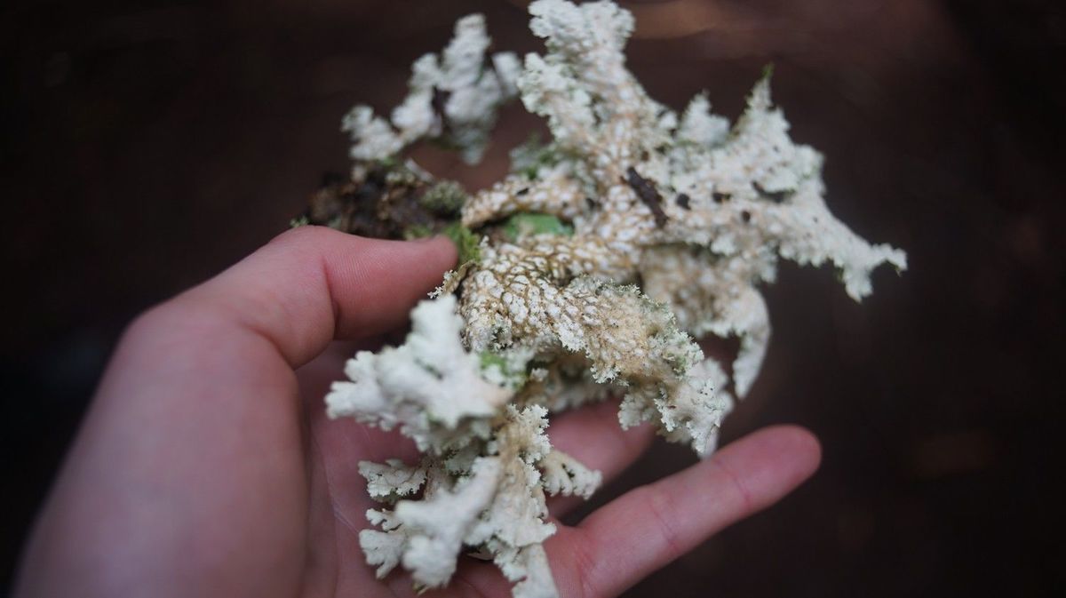 lettuce lichen, or lobaria oregana lettuce lichen