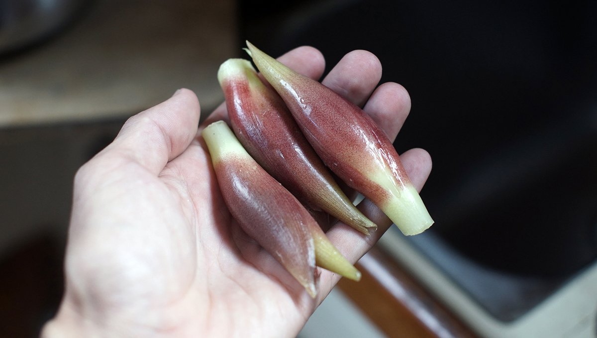 Myoga, Japanese ginger Myoga, Japanese ginger