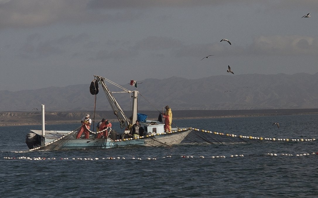 some fisherman hauling nets full of fish near turtle bay some fisherman hauling nets full of fish near turtle bay