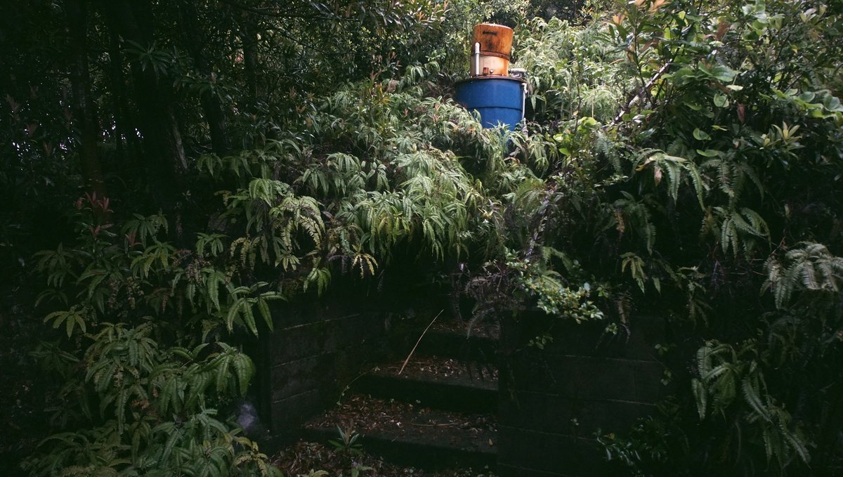 a house overrun with green the steps leading to an abandoned house overgrown with plants