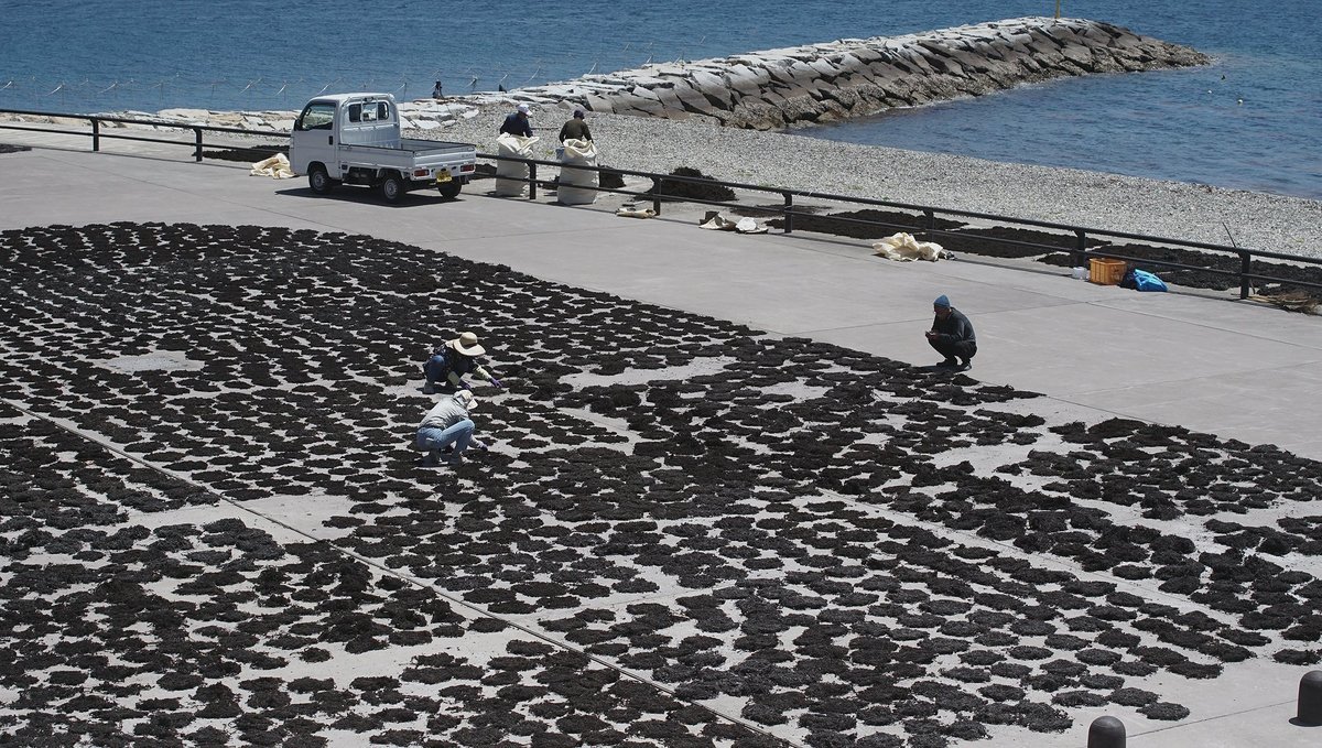algae drying a photo of locals drying some algae in Nakatsuhamaura