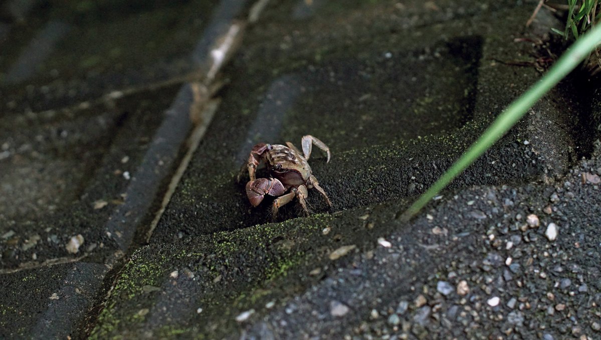 our minamiise friends a photo of a small crab on the side of the road in Japan