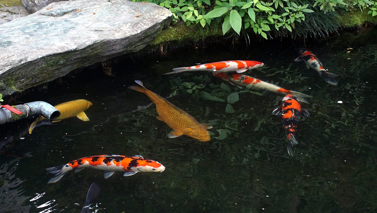 koi fish pond koi fish in a pond