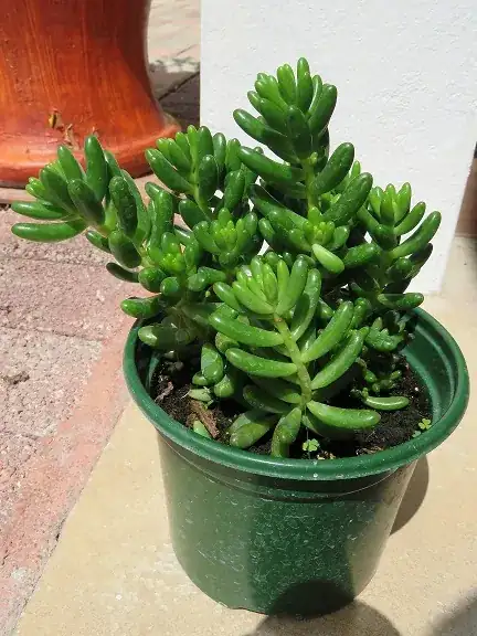 Succulent