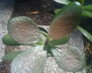 Cluster of bad leaves