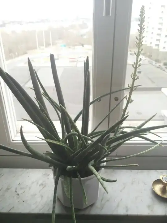 the unknown plant