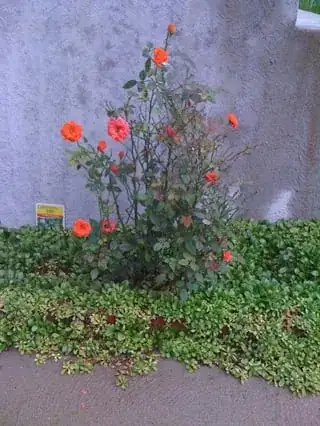 Miniature Rose