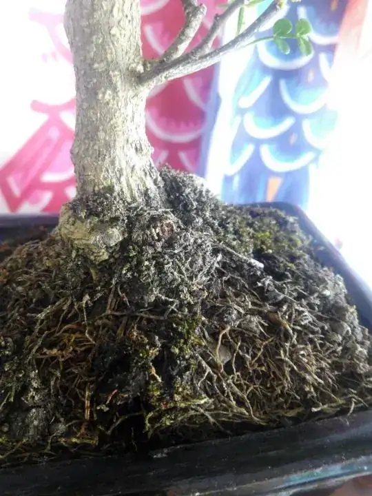 soil picture