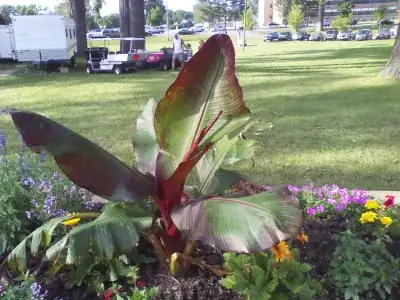 Unidentified Plant