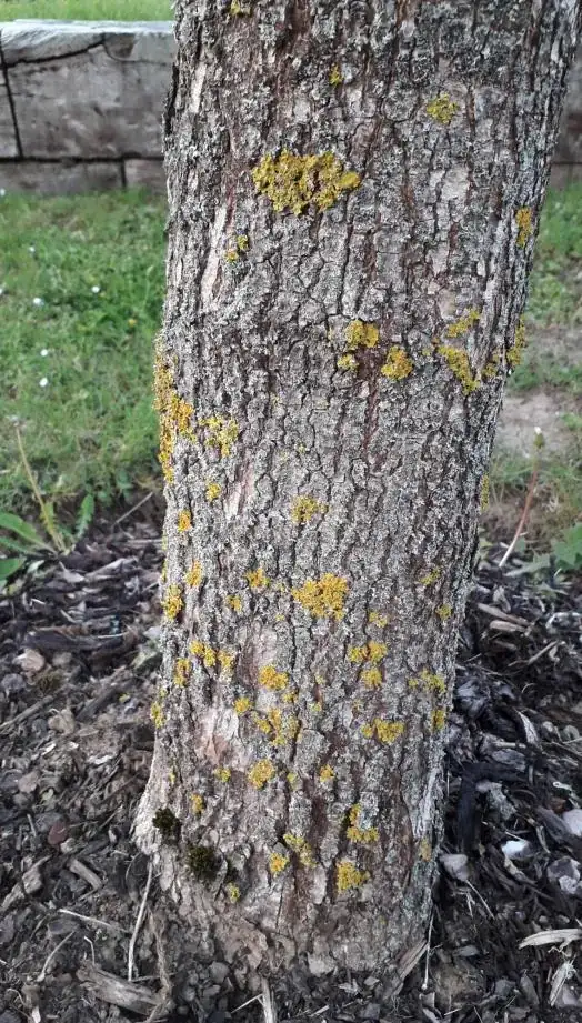 trunk closeup 1