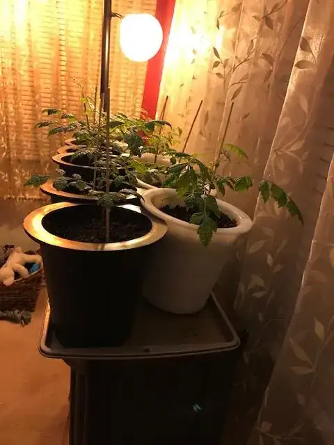 Drooping leaves
