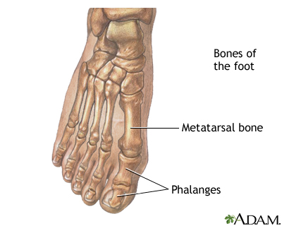 Normal toes Normal toes