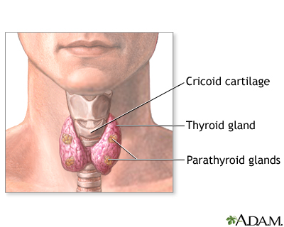 Parathyroidectomy - normal anatomy Parathyroidectomy - normal anatomy