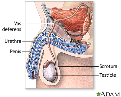 Vasectomy - series - Normal anatomy Vasectomy - series - Normal anatomy