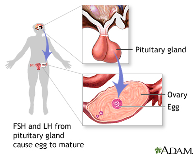 FSH and LH from pituitary gland FSH and LH from pituitary gland