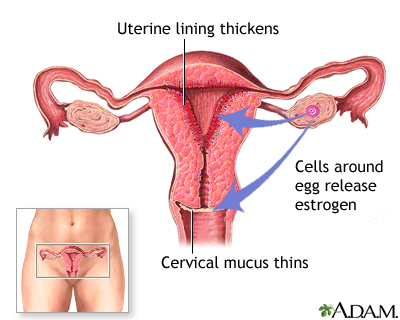 Release of estrogen Release of estrogen