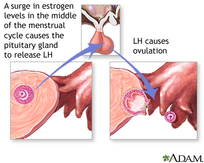Release of LH Release of LH