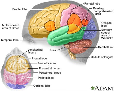 Brain Brain