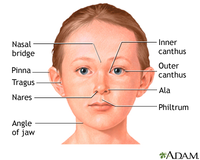 The face The face