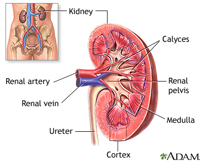 Kidney anatomy Kidney anatomy