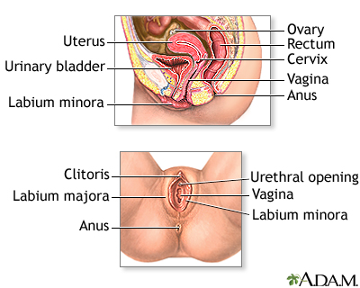 Female reproductive anatomy Female reproductive anatomy