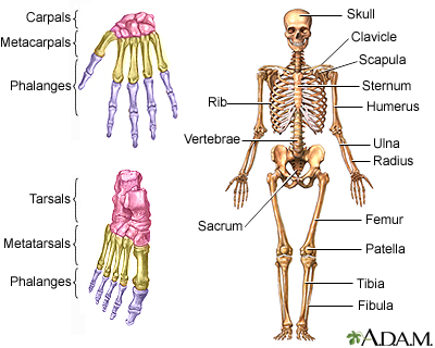 Skeleton Skeleton
