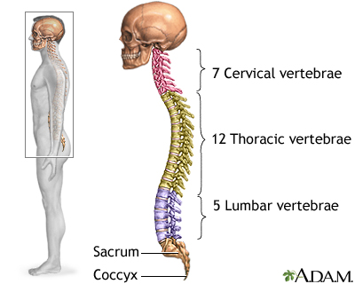 Skeletal spine Skeletal spine