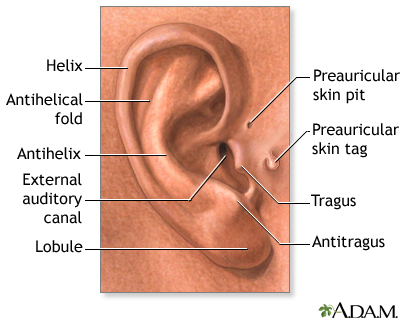Medical findings based on ear anatomy Medical findings based on ear anatomy