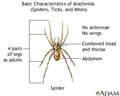 Arachnids - basic features Arachnids - basic features