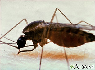 Mosquito, adult feeding on the skin Mosquito, adult feeding on the skin