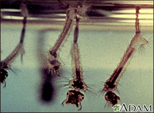 Mosquito - larvae Mosquito - larvae