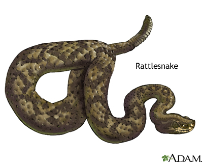 Venomous snakes - Series Venomous snakes - Series