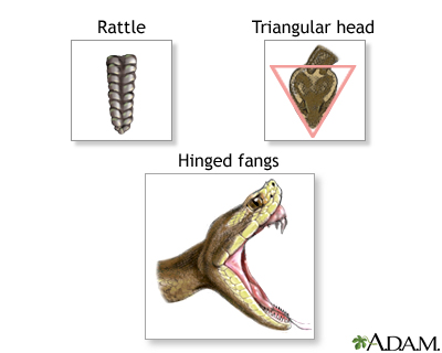 Defining rattlesnake features Defining rattlesnake features