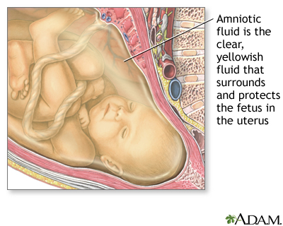 Amniotic fluid Amniotic fluid