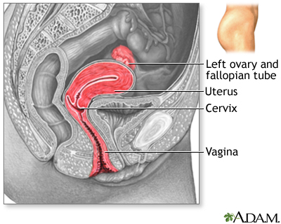 Side sectional view of female reproductive system Side sectional view of female reproductive system
