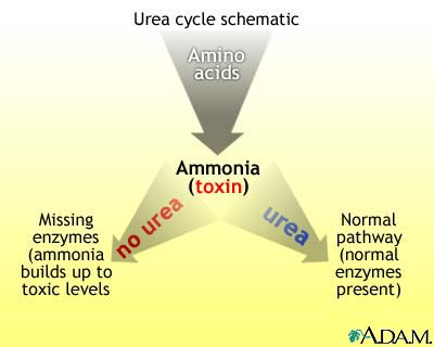 Urea cycle Urea cycle