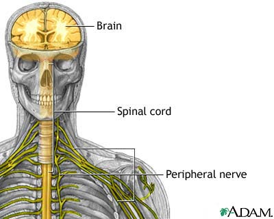 Nervous system Nervous system
