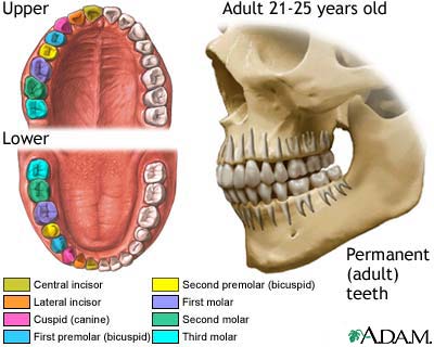 Development of permanent teeth Development of permanent teeth