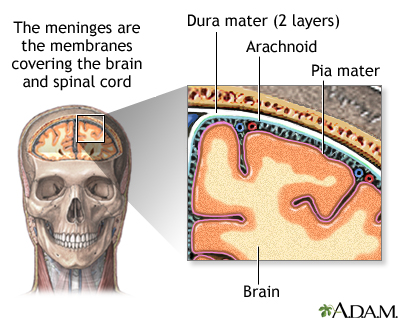 Meninges of the brain Meninges of the brain