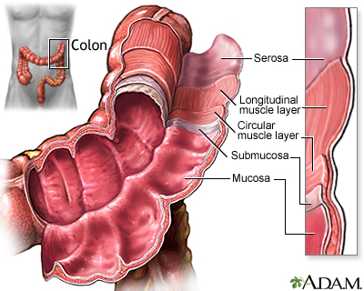 Structure of the colon Structure of the colon