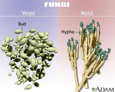 Yeast and mold Yeast and mold