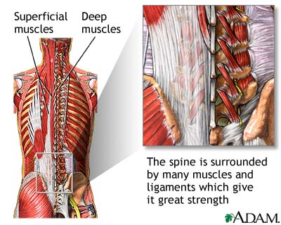 Spine supporting structures Spine supporting structures