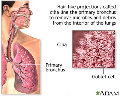 Respiratory cilia Respiratory cilia