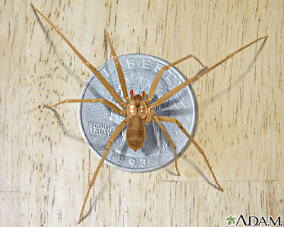 Brown recluse spider Brown recluse spider